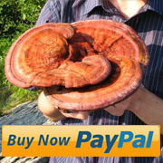 ganoderma