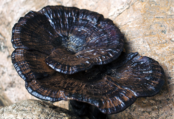 Ganoderma lucidum 